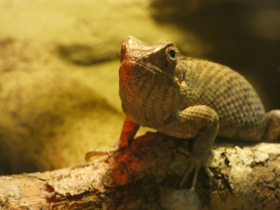 Oriental garden lizard - De Zonnegloed - Animal park - Animal refuge centre 